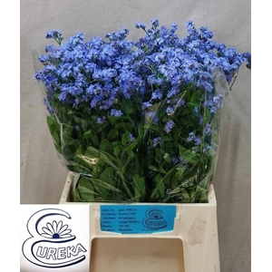 MYOS AL BLUE MEMORY