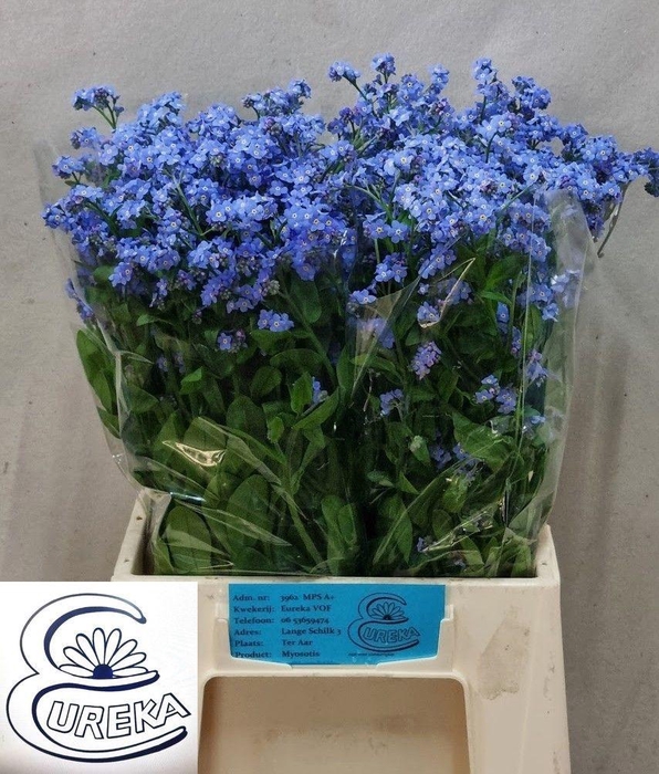 <h4>MYOS AL BLUE MEMORY</h4>