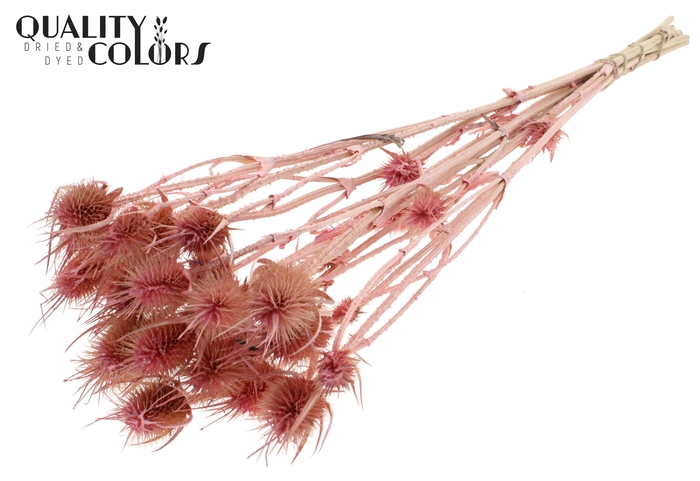 Cardi Distel 10pc/bunch 55cm Pearl Pink