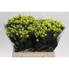 Hypericum Smiley Romance
