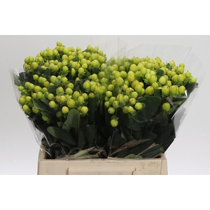 Hypericum Smiley Romance
