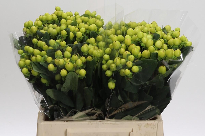 Hypericum Smiley Romance