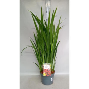 Crocosmia 'Carmine Brilliant'