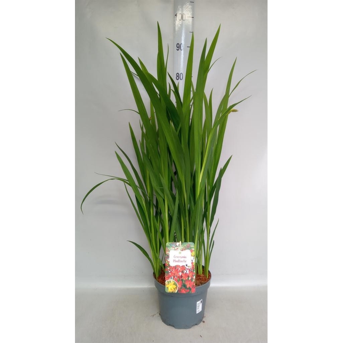 <h4>Crocosmia  'Carmine Brilliant'</h4>