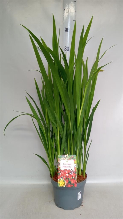 Crocosmia  'Carmine Brilliant'