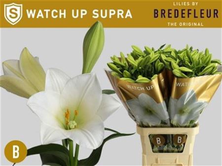<h4>Li Lf Watch Up Supra</h4>