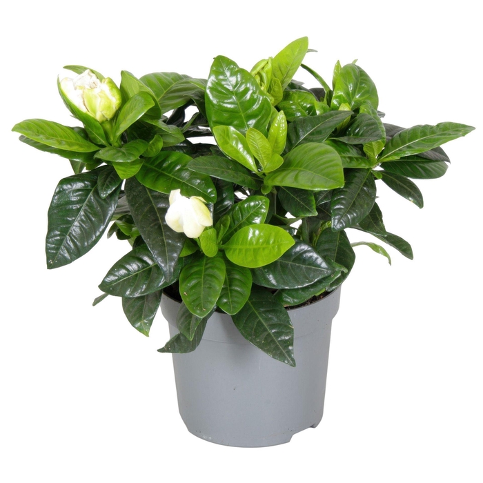 <h4>Gardenia jasminoides</h4>