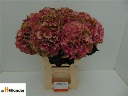 <h4>Hydr M Royal Palace Cl</h4>