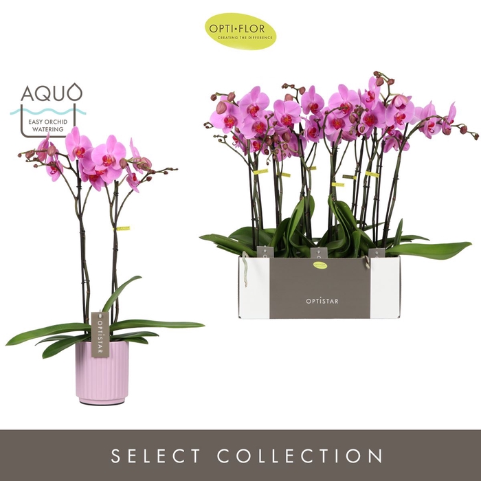 <h4>Phalaenopsis overig roze (enkele ta</h4>