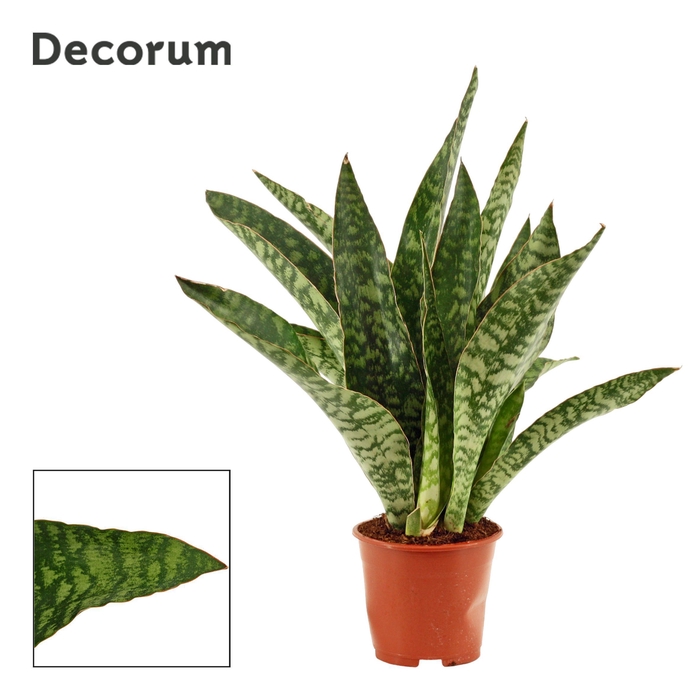 <h4>Sansevieria Aubrytiana Jaboa 14 cm (Decorum)</h4>