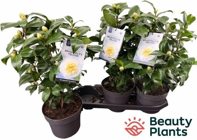 <h4>CAME J BRUSHF YELLOW</h4>