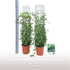 <h4>Hedera Shamrock Zuil</h4>