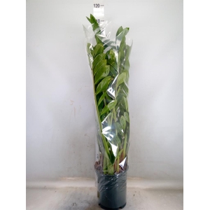 Zamioculcas zamiifolia