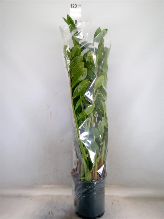 <h4>Zamioculcas zamiifolia</h4>