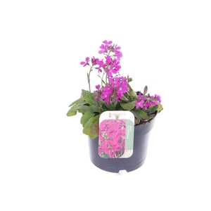 Arabis blepharophylla
