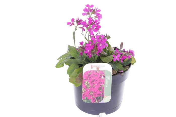 <h4>Arabis blepharophylla</h4>