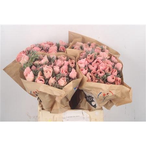 Anemone Powder Salmon