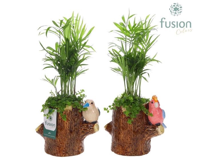 <h4>Keramiek boomstam planter met Arangement</h4>