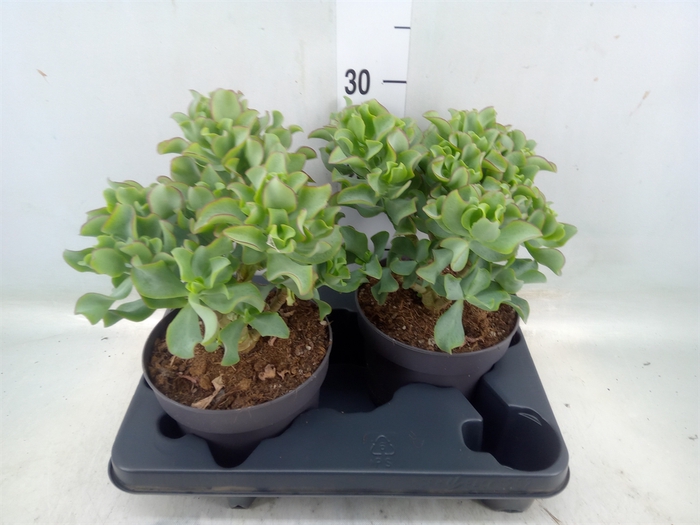 <h4>Crassula arborescens 'Curly'</h4>