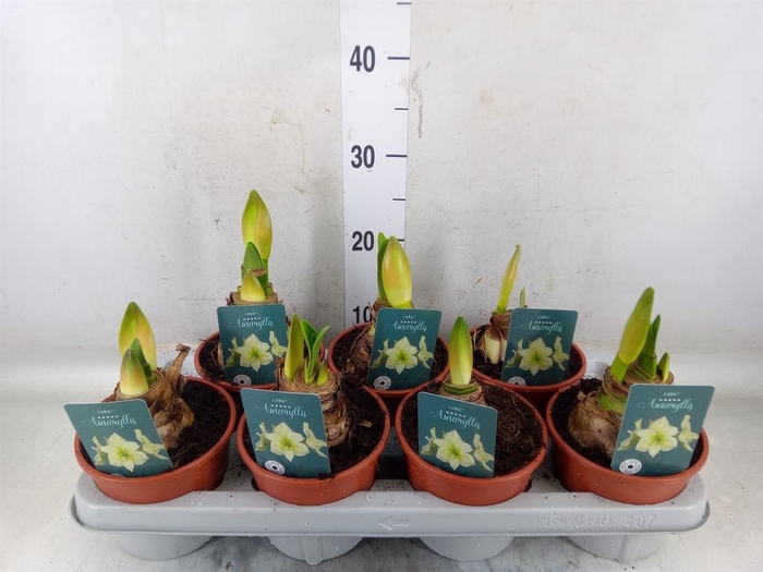 <h4>Hippeastrum   ...</h4>