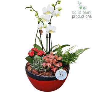 PH082 Olivia Red Phalaenopsis