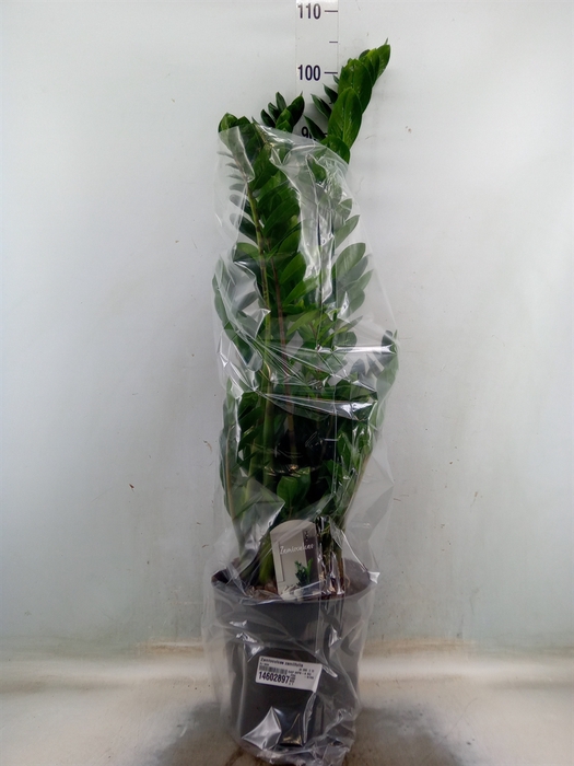 <h4>Zamioculcas zamiifolia</h4>
