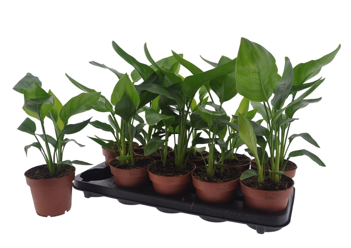 <h4>STRELITZIA REGINAE</h4>