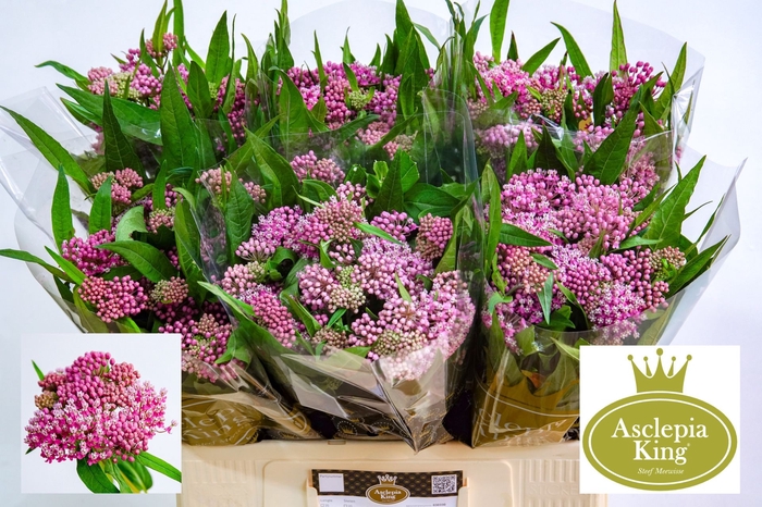 <h4>Asclepias Soulmate</h4>