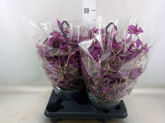 <h4>Tradescantia zebr. 'Pink Paradise'</h4>