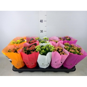 Kalanchoe blos. 'Perfecta'  ..mix 5