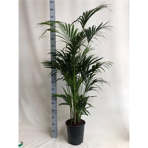 KENTIA - P27 H170 - 7PP - EcoLine (Howea forsteriana