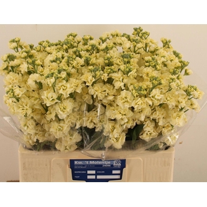MATTH STOX YELLOW
