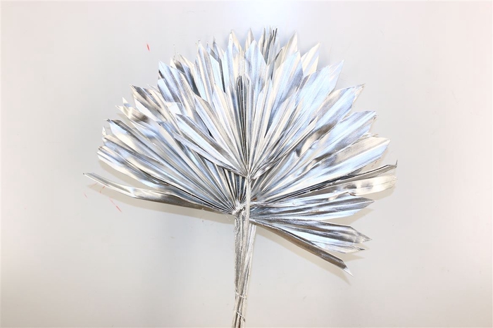 Dried Palm Sun 6pc Silver Bunch