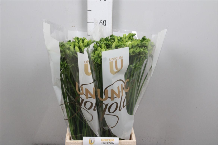 <h4>Fr Du Essence</h4>