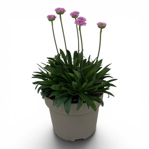 Armeria pseudarmeria Dreameria Daydream C3
