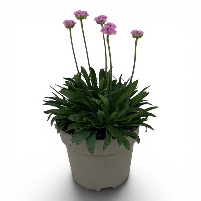 <h4>Armeria pseudarmeria Dreameria Daydream C3</h4>