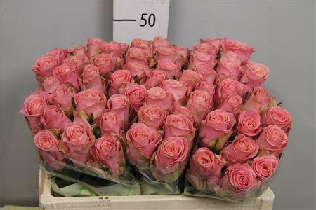 <h4>R Gr Hermosa+</h4>