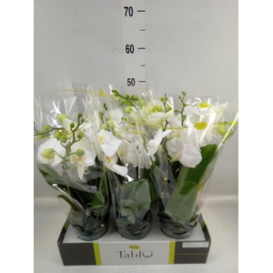 Phalaenopsis   ...white