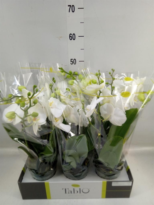 <h4>Phalaenopsis   ...white</h4>