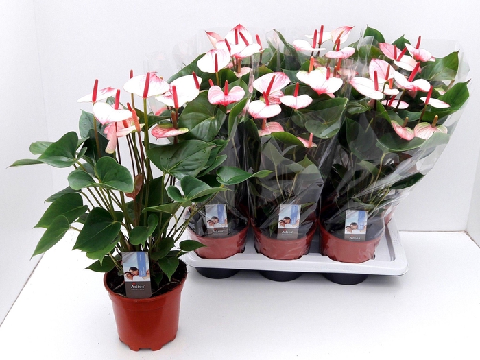 <h4>Anthu Amalia Elegance ( ADIOS ELEGANCE)</h4>