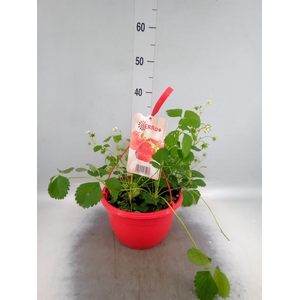 Fragaria   ...