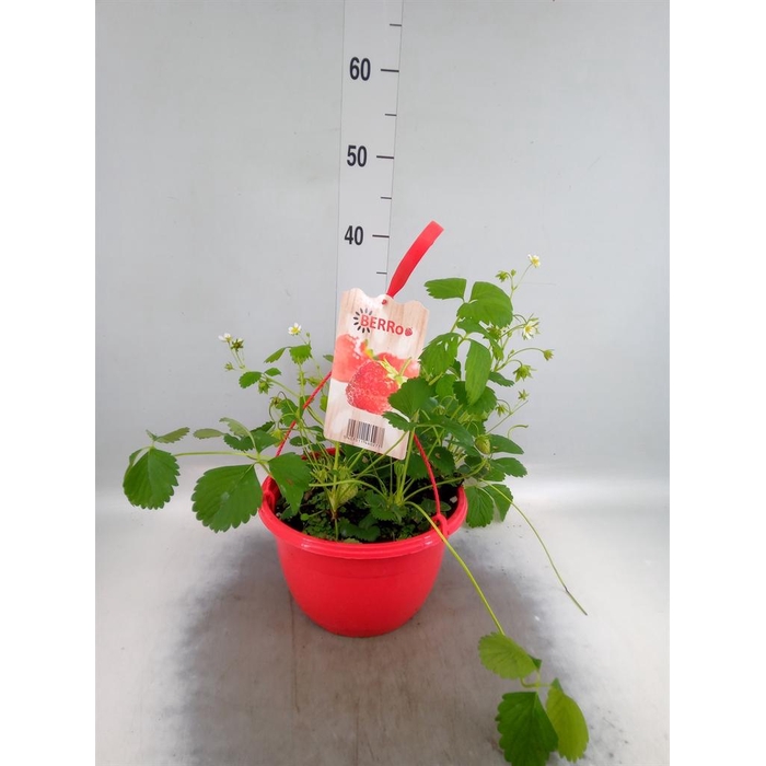 <h4>Fragaria   ...</h4>