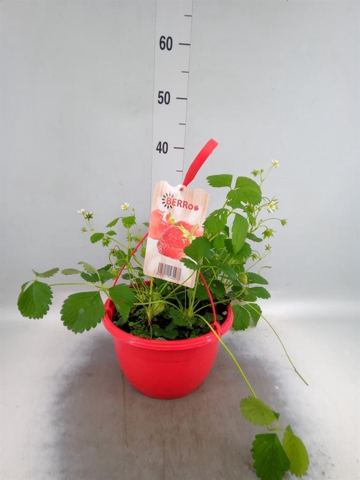 Fragaria   ...