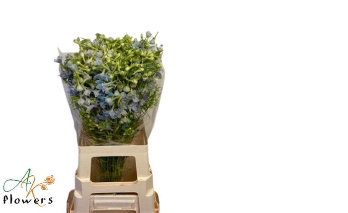 <h4>DELPH EN BALLKLEID</h4>