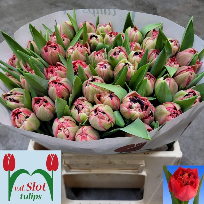 <h4>TU DU RED VELVET</h4>