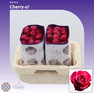 Rosa gr Cherry-o!
