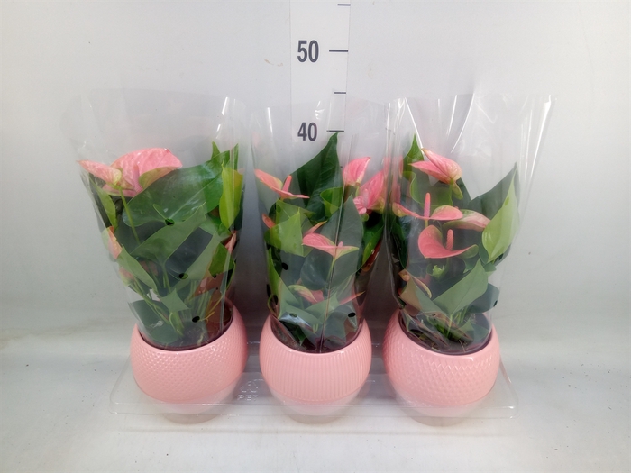 <h4>Anthurium   ...mix</h4>