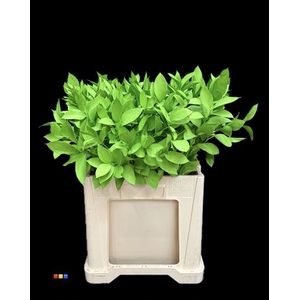 Ruscus Green