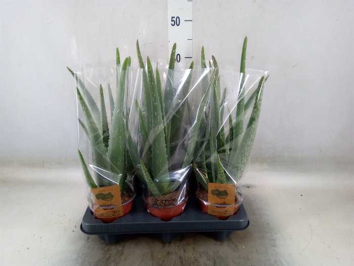 <h4>Aloe vera</h4>