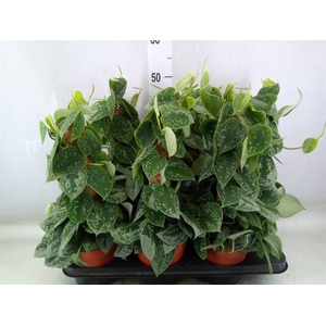 Scindapsus pictus 'Silvery Ann'